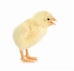 newborn chick chirping isolated on white background