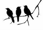 vector illustration of three birds silhouettes sitting on the branch