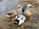 Three beautiful ducks on the lake