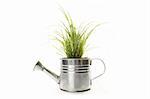 Watering with a green plant isolated on white background