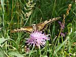 Large swallowtail butterfly sits on the flower