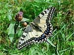 Large swallowtail butterfly sits in green field