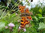 Orange motley butterfly on flower in field