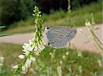 Small gray butterfly sits on the flower in field