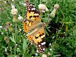 Large orange motley butterfly on the summer meadow