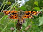 Very beautiful motley orange butterfly in field