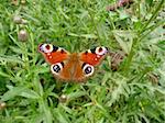 Very beautiful peacock butterfly on grass in field