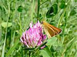 Small orange butterfly on the flower in field