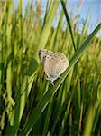 Small butterfly on grass in green field