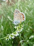 Small butterfly with spots on wings in field