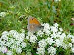 Small butterfly with eye on the wing sits on flowers