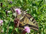 Swallowtail butterfly with tongue on the flower