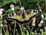 Large beautiful swallowtail butterfly with tongue on the flower