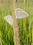 Two butterflies sit on the stalk in field