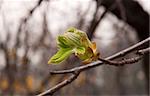 Leaf buds horse chestnut in early spring