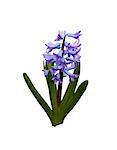 Hyacinth flower isolated on white background