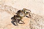 Adriatic Sea crab on the rock. Photographed in Croatia.