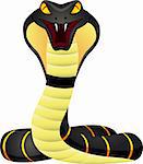 Vector illustration of king cobra