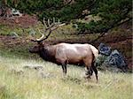 Male bull elk standing in Rocky Mountain Nation Park.
