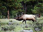 Male elk in Rocky Mountain National Park, Colorado