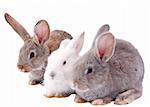rabbits on a white background