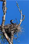 cormorant (phalacrocorax carbo ) on nest in Danube Delta, Romania