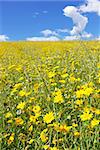 Yellow flower field, alentejo region, Portugal.