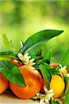 Orange fruits, green leaves and flowers.