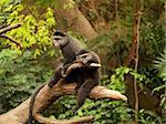 A pair of monkeys sitting side by side perched on a limb.