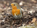 Portrait of a Robin