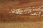 Sheep in Bashang grassland, Hebei, China. Bashang Grassland stretches from northern Hebei province into Inner Mongolia in China. It is one of the major destinations for Chinese landscape photographers.