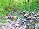 Stream flows through a dense woodland at Baxters Hollow State Natural Area in southern Wisconsin.