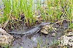 A juvenile American alligator in the Everglades National Park - Florida.