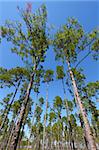 The beautiful pine flatwoods of central Florida on a sunny day.