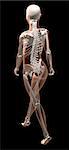 3D render of a female medical skeleton walking