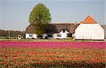 White farm in a tulip field in the Netherlands