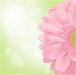 Pink Gerbera, Isolated On White Background, Vector Illustration