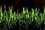 Green grass isolated on black background