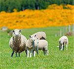 Image of sheep grazing in the fields of New Zealand