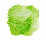 Fresh lettuce isolated on white background