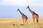 Two giraffes (Giraffa camelopardalis) on the Maasai Mara National Reserve safari in southwestern Kenya.