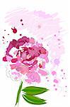 beautiful blossom watercolor pink peony on white background