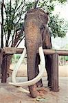old-age indian elephant photo