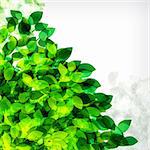 Vector fresh spring foliage background. Abstract background of flying leaves.