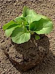 Chinese cabbage seedlings ready to planting