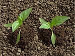 pepper seedlings growing on the vegetable bed