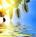 Willow flowers in the sunlight. Reflection in the water.