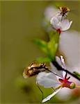 Two flies bombylius pollinate flowers
