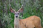 Mule Deer Buck velvet Antlers Canada Saskatchewan