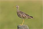 Upland Sandpiper on post Saskatchewan Canada